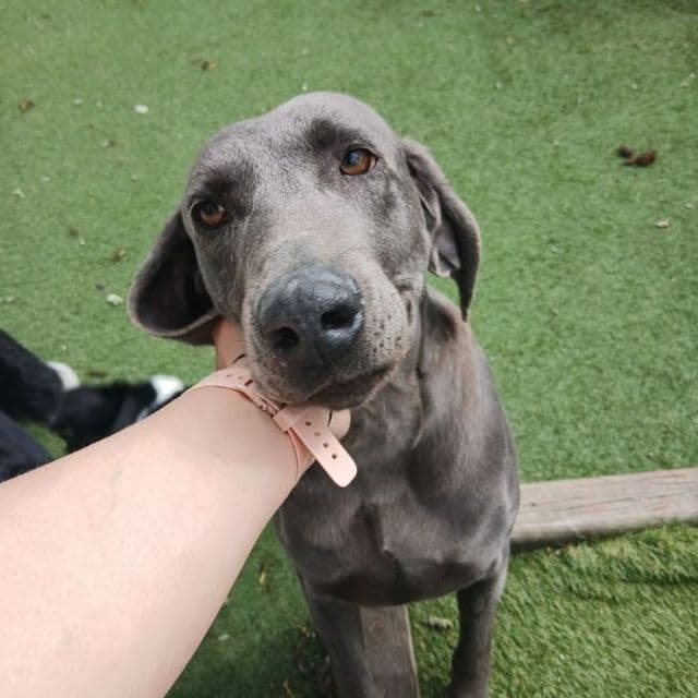 Whimsey — Weimaraner