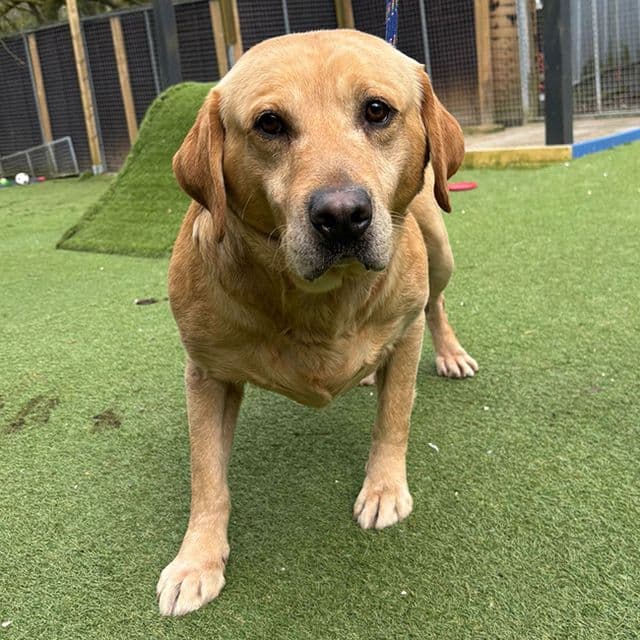 Aaron — Labrador Retriever