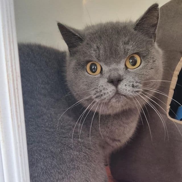 Berry — British Shorthair