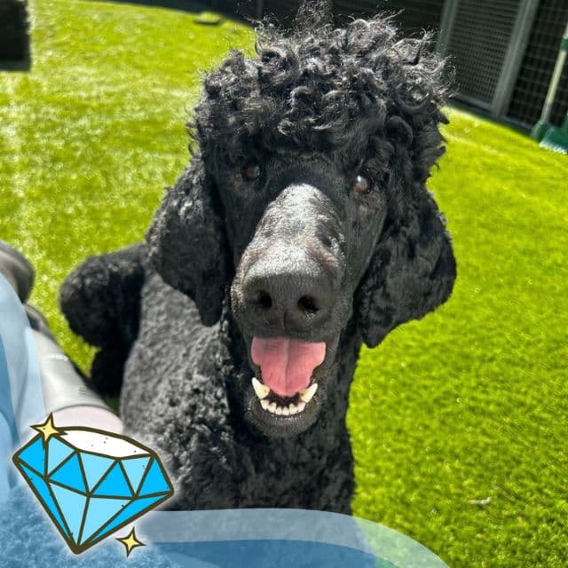 Flash — Standard Poodle