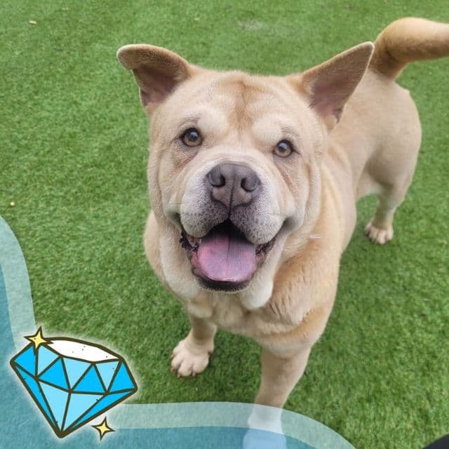 Crumble — Chow Chow Cross