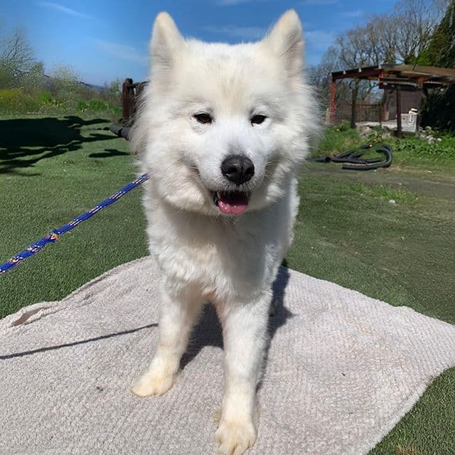 Echo — Samoyed