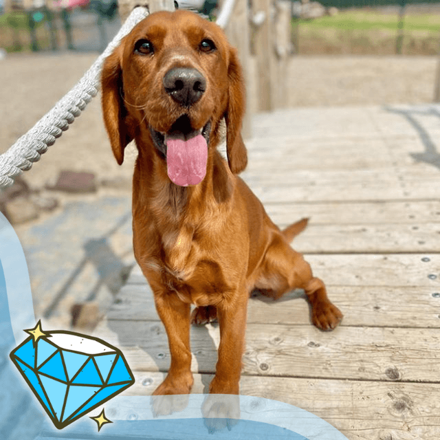 Eddie — Beagle X Cocker Spaniel