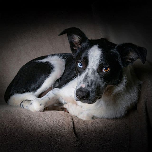 Emrys — Border Collie