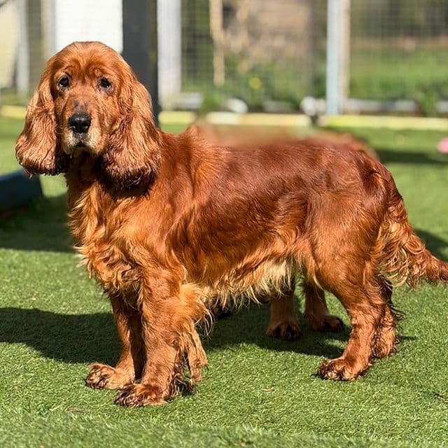Jess — Cocker Spaniel