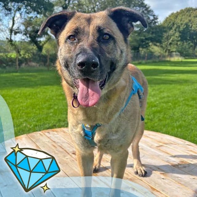 Nela — Mixed Breed