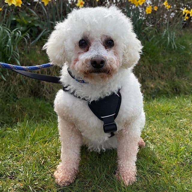 Nuzzle — Bichon Frise
