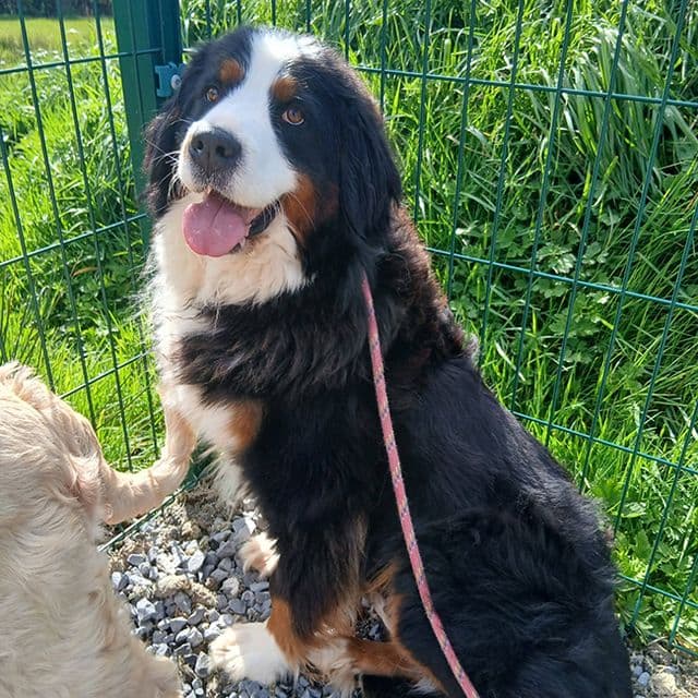 Ocean — Bernese Mountain Dog