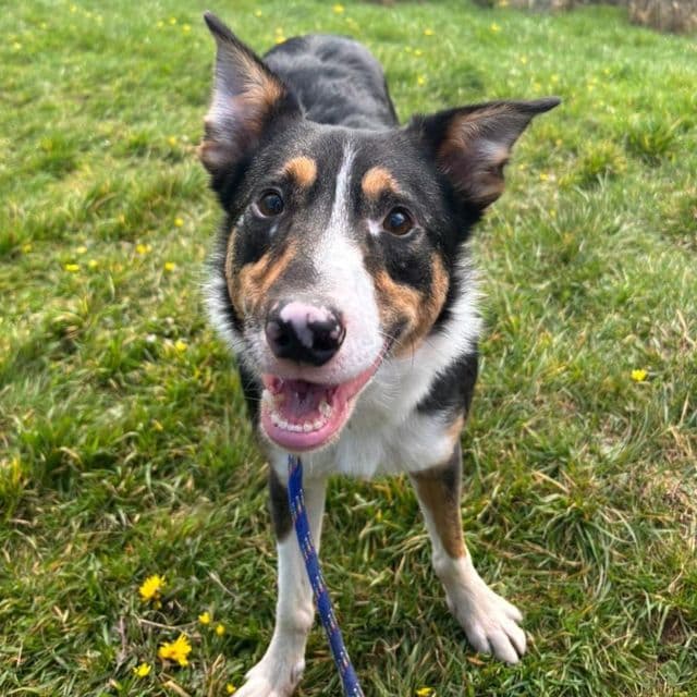 Zac — Border Collie