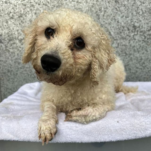 Crystal — Bichon Frise