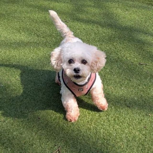 Toast — Maltese X Shih Tzu