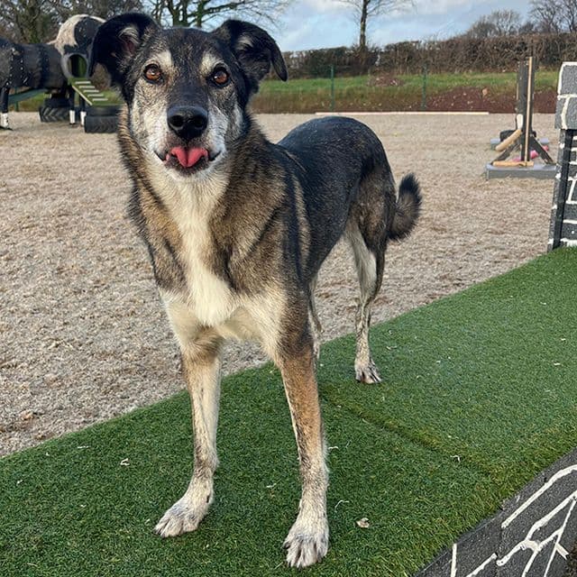 River — Norwegian Elkhound Cross