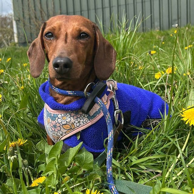 Spaghetti — Dachshund