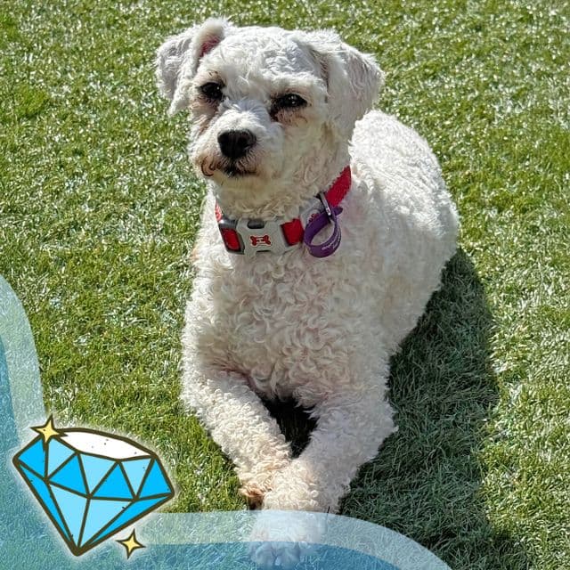 Venus — Bichon Frise