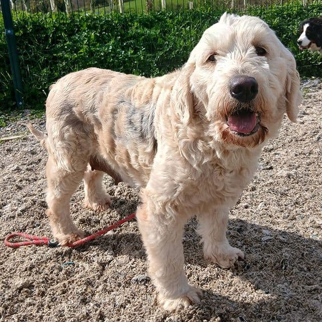 Wendy — Goldendoodle