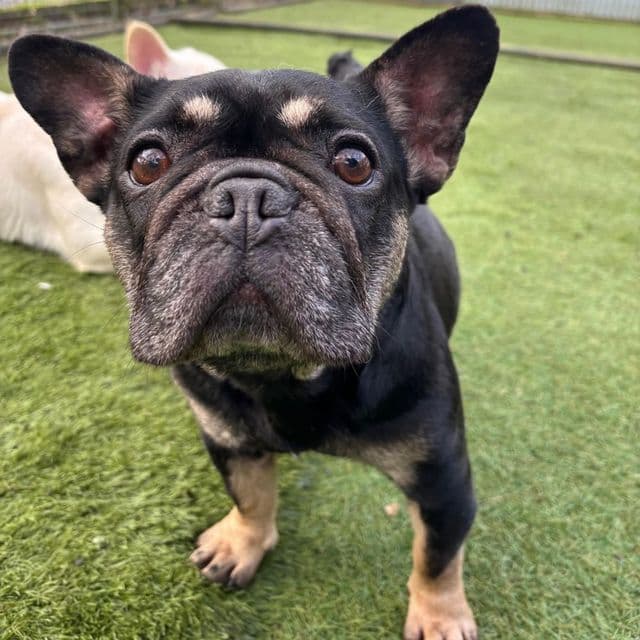 Piggy — French Bulldog