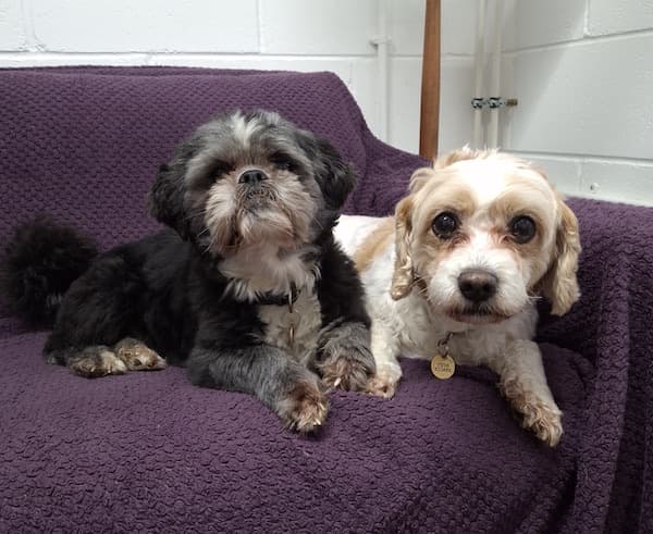 Reggie and Bailey — Unknown