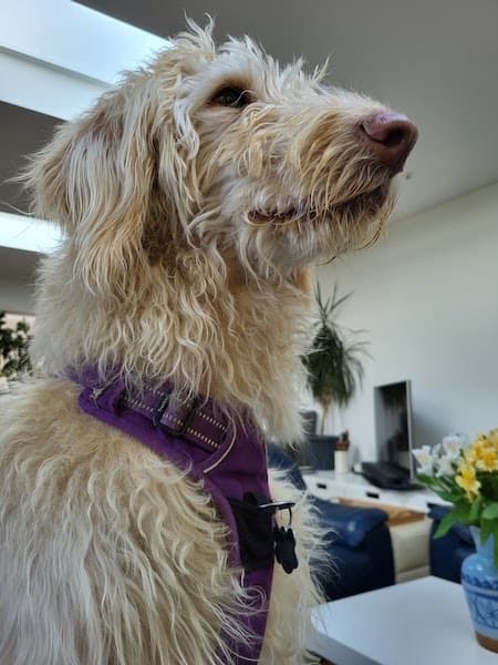 Luna the Loveable Doodle — Unknown