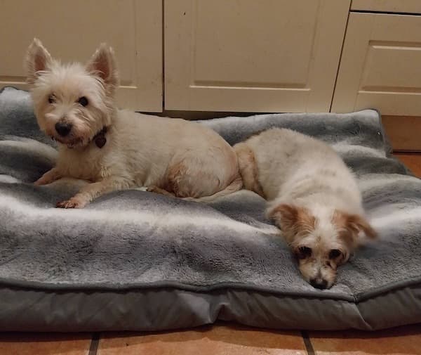 Flynn and Harriet — Unknown