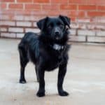 Dopey and Bashful — Unknown